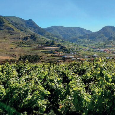 Viñedo - Gerente del Clúster de Enoturismo de Canarias